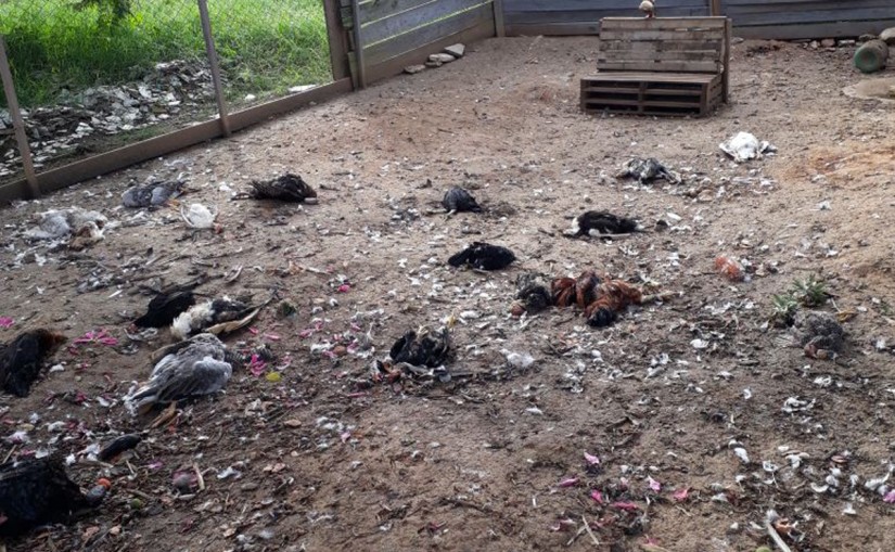 [ Atualização ] 60 aves tem coração arrancado em galinheiro em Curitiba.