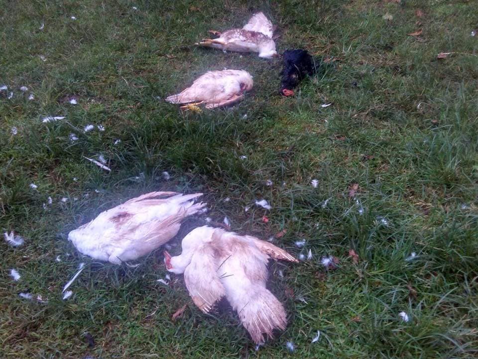 [ Investigação ] Novas mortes de animais na região da Grande Curitiba.
