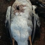 [ Investigação ] 60 aves tem coração arrancado em galinheiro em Curitiba.