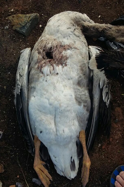 [ Investigação ] 60 aves tem coração arrancado em galinheiro em Curitiba.
